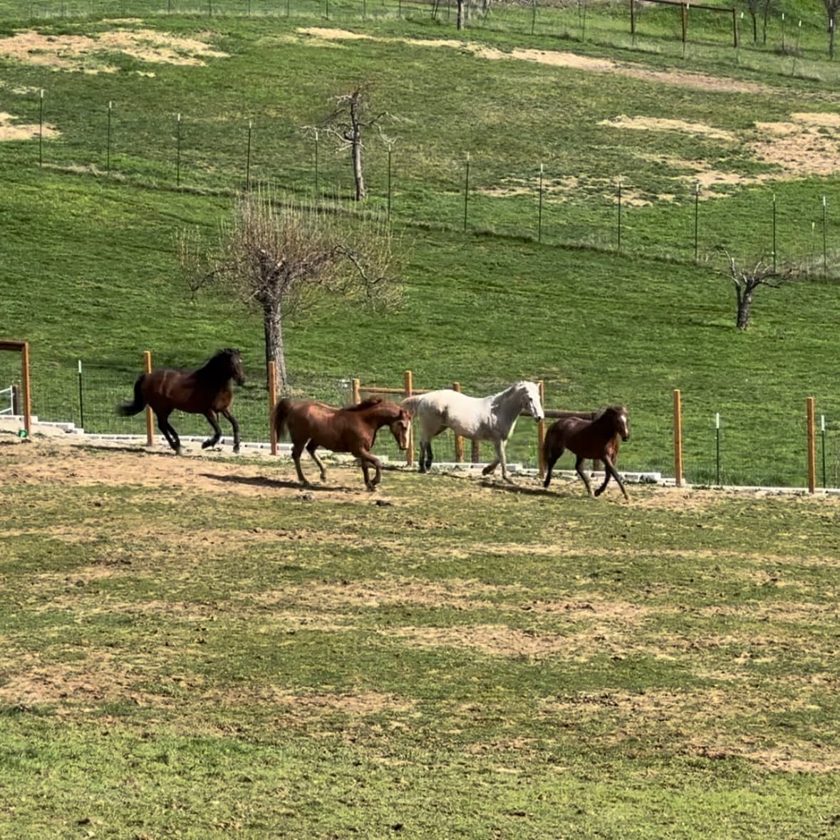 Horses at River Road